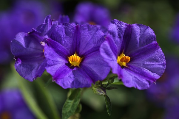 Potato Vine  Purple Flower by Joy Watson